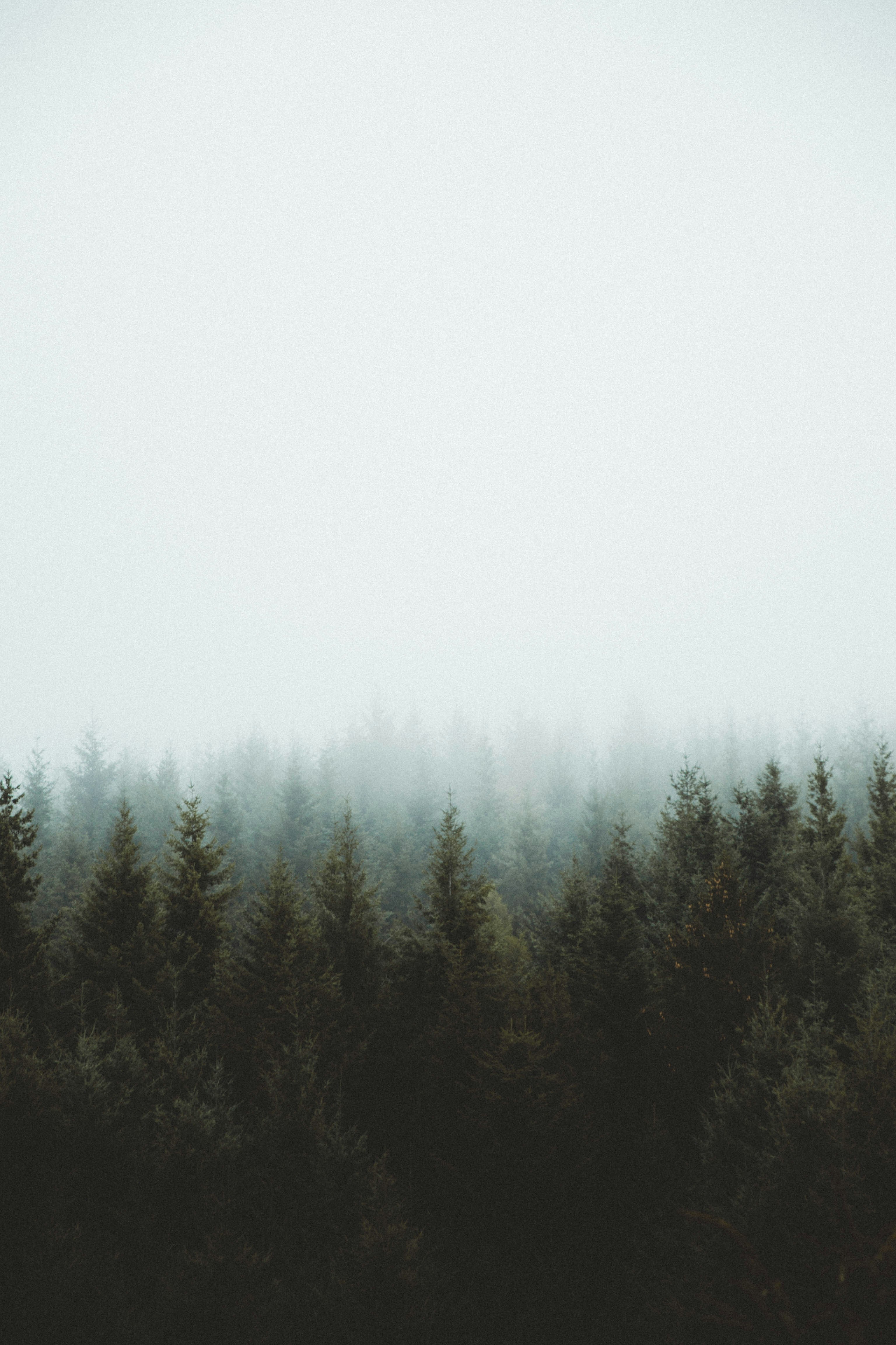 Misty forest treeline