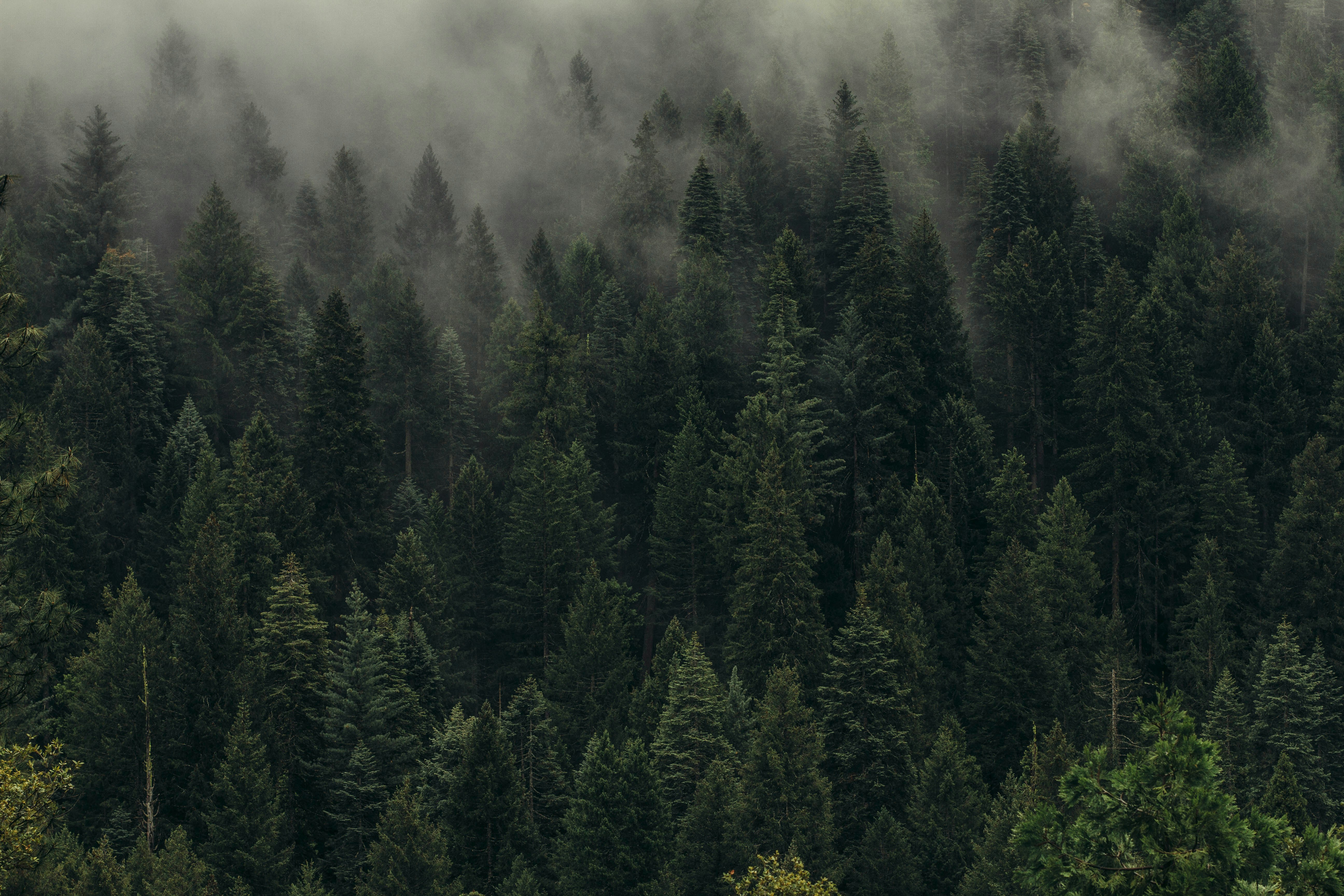 Misty forest canopy