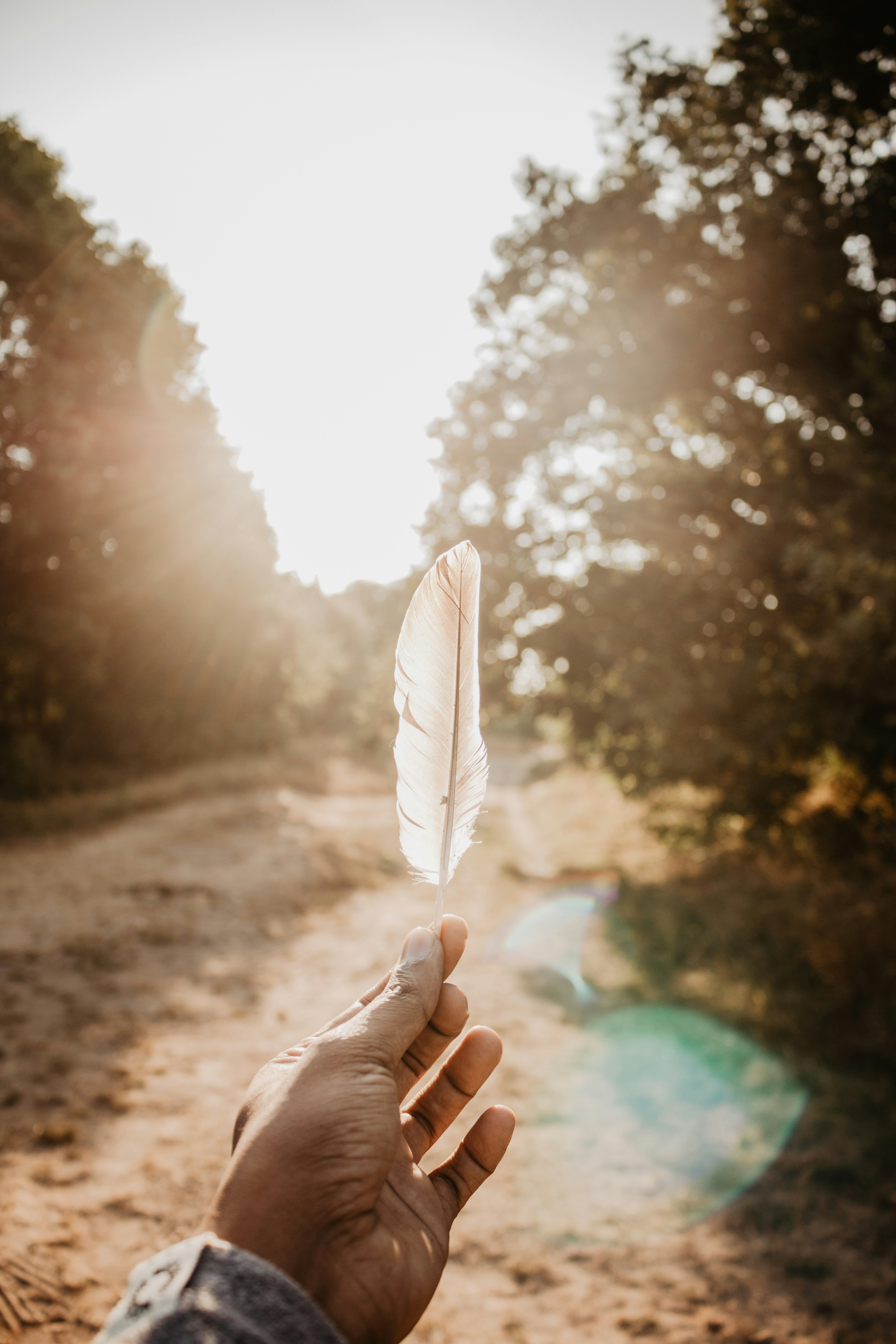 Feather held up to golden light