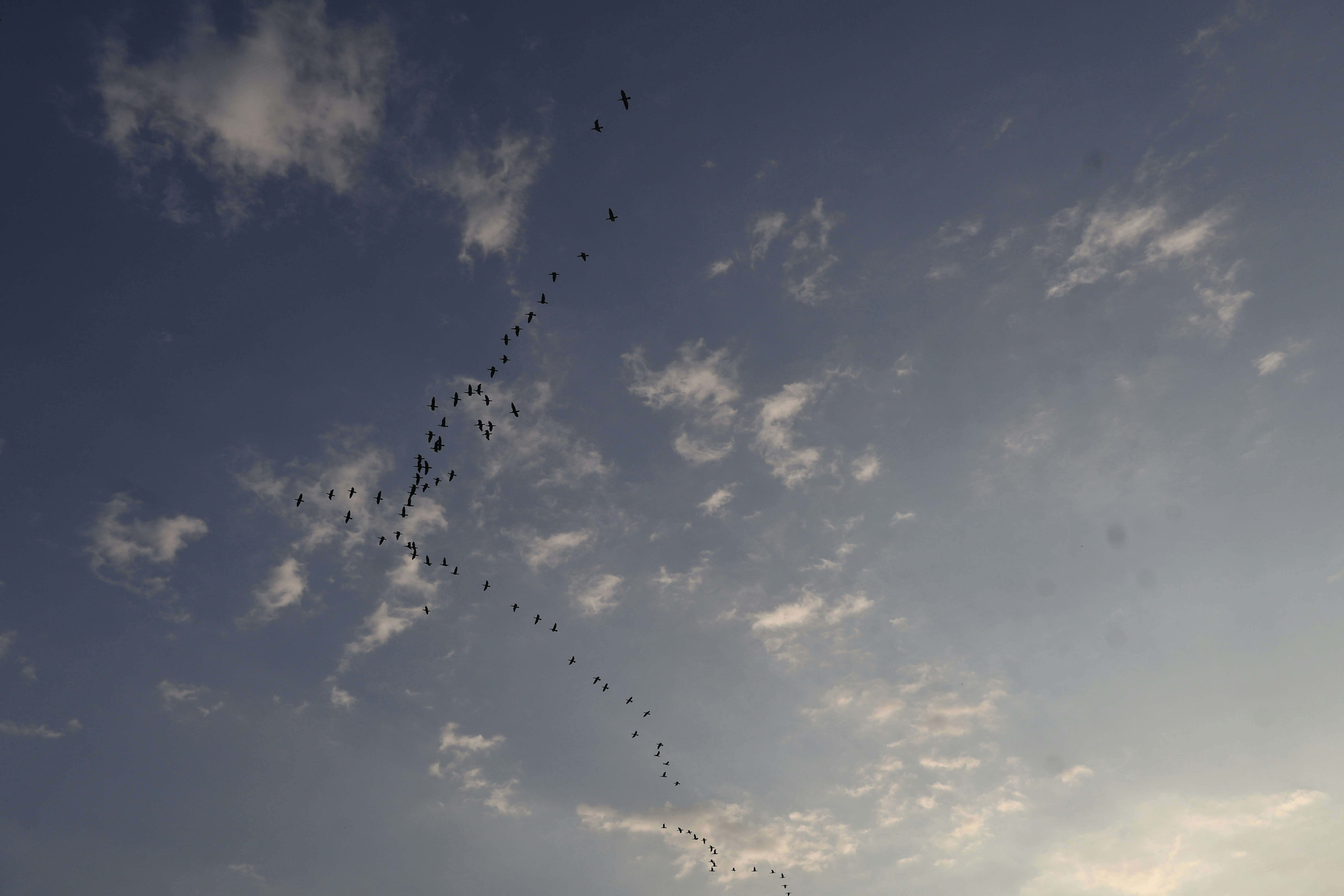 Birds in flight